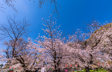 快晴の上野恩賜公園・さくら通りの桜並木（2021年3月）