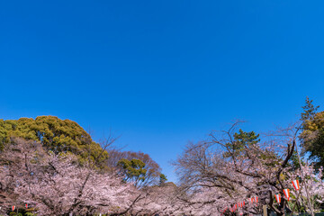 快晴の上野恩賜公園・さくら通りの桜並木（2021年3月）