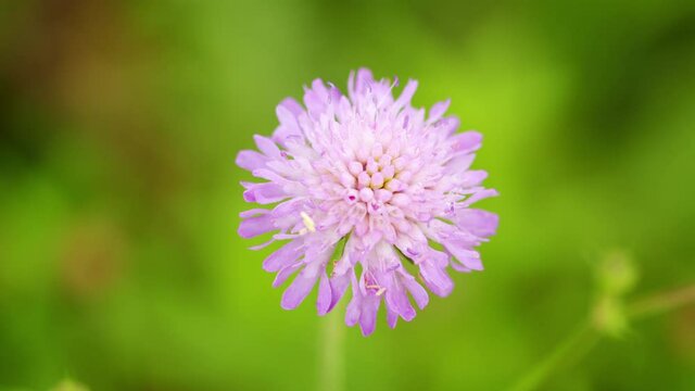 Shot of a Bumblebee, bombus sp., on a scabious flower. Violet or blue flower, field scabious.