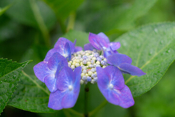紫陽花