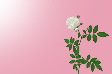 White rose on a pink background. Beautiful delicate flower. Place for text