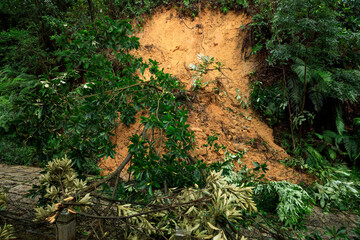 Uprooted tree fall down block the trail,damages after super typhoon