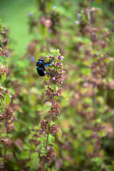 bumblebee on a flower