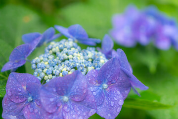 紫陽花