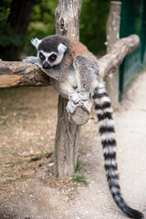 cute lemur with ring tail