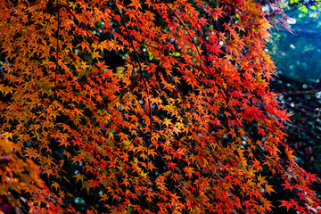小牧山登城道の紅葉