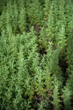 medicinal plant