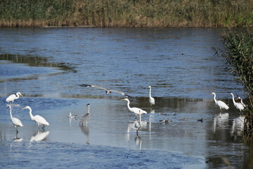 viele Silberreiher , Graureiher und Möwen in der Uferzone eines Sumpfgebietes