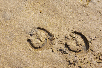 Fototapeta na wymiar Horse shoe imprint on a warm sand. Equestrian abstract background.