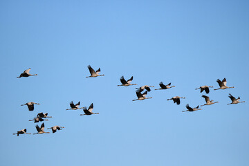 viele Kraniche fliegen vor blauem Himmel
