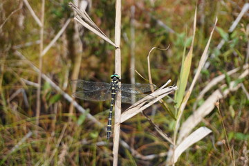 A large dragonfly perches on a dead branch and receives the sun's full wings.