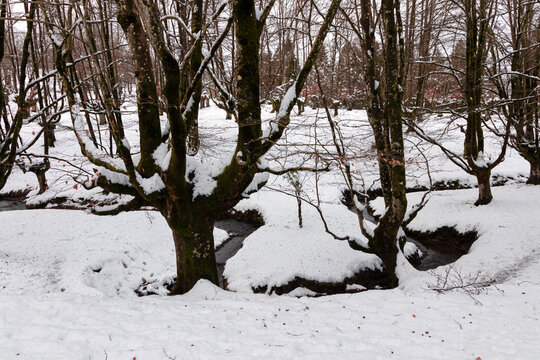 otzarreta beech forest in the basque country in snowy winter