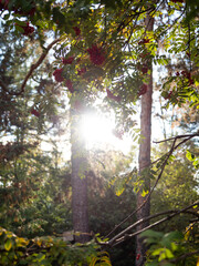 Beautiful view of large trees standing in the middle of the park in the morning sun