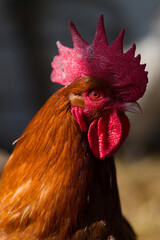 close up of a rooster