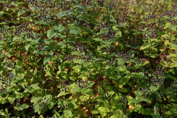 Black Autumn Berries on a Shrubby St John's Wort or Tutsan Shrub (Hypericum androsaemum 'Excellent Flair') Growing in a Woodland Garden in Rural Devon, England, UK