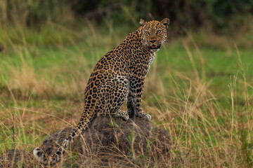Leopard - Panthera pardus, beautiful iconic carnivore from African bushes, savannas and forests, Queen Elizabeth National Park, Uganda.