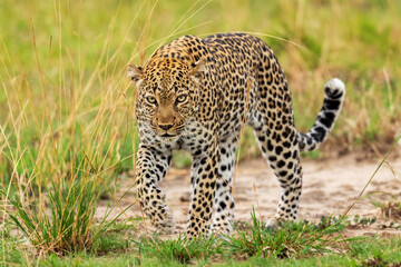Leopard - Panthera pardus, beautiful iconic carnivore from African bushes, savannas and forests, Queen Elizabeth National Park, Uganda. - obrazy, fototapety, plakaty