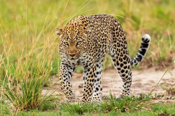 Photo sur Plexiglas Léopard Leopard - Panthera pardus, beautiful iconic carnivore from African bushes, savannas and forests, Queen Elizabeth National Park, Uganda.