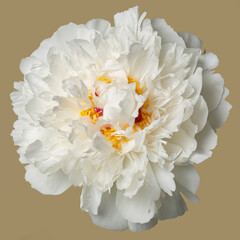 Delicate peony flower isolated on beige background.