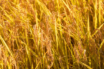 収穫間近の田んぼ