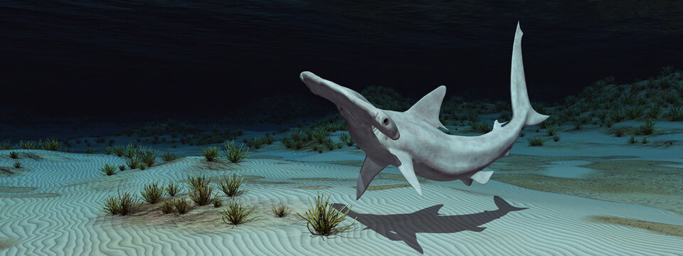 Großer Hammerhai in einer Unterwasserlandschaft