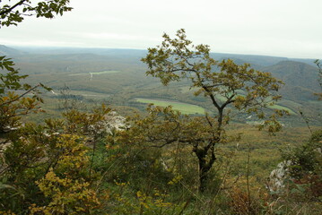 pine tree on the coast