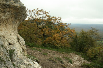 tree in the mountains