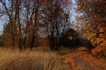 Autumn in the forest. Fall in the woods.