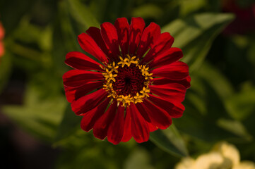 red flower in the garden