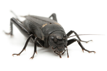 Grillon provençal Gryllus bimaculatus sur fond blanc