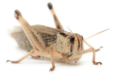 Criquet migrateur Locusta  migratoria sur fond blanc