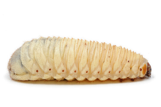 Larve de c&eacute;toine sur fond blanc
