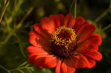 orange flower in the garden