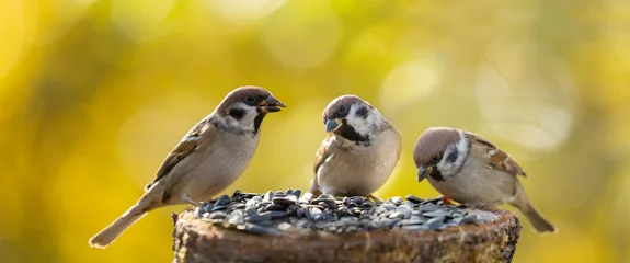 Selbstklebende Fototapeten Vogel Gruppe von Spatzen, die auf Vogelhäuschen sitzen  © Nitr