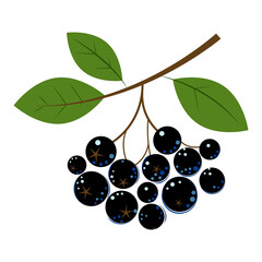 Chokeberry. Ripe juicy Berries with Green Leaves. Chokeberry for jam and dessert. Flat style. Vector Illustration.