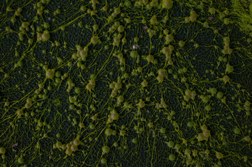 green mold bubbles on the water surface close-up, texture