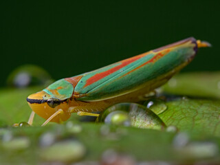 Round-headed cicadas on a wet rose petal