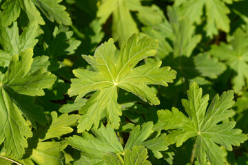 Rock cranesbill