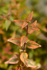 Abelia Kaleidoscope