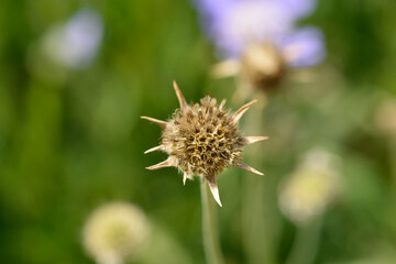 Caucasian pincushion flower