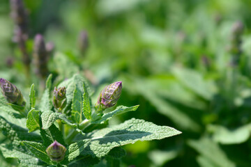 Balcan clary Ostfriesland