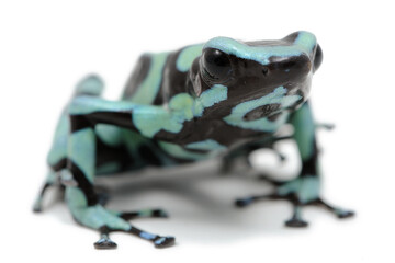 Dendrobates auratus, dendrobate dorée sur fond blanc