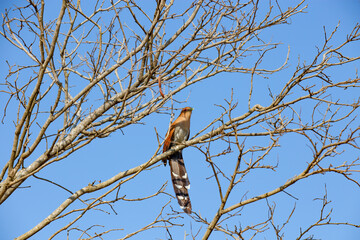 Piaya Cayana, popularly known as the cat's soul. Rusty feathered bird (brown), with red eyes and long tail. A rare bird perched on tree branch with blue sky background.