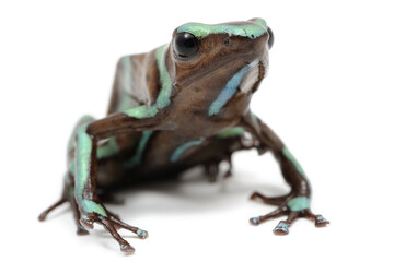 Dendrobates auratus, dendrobate dorée sur fond blanc