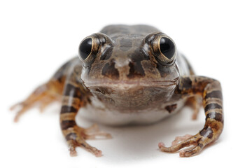 Kassina senegalensis, Grenouille marcheuse à bandes sur fond blanc