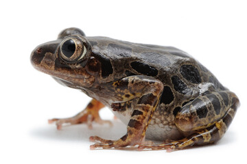 Kassina senegalensis, Grenouille marcheuse à bandes sur fond blanc