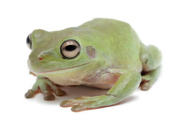 Litoria caerulea, Rainette de White sur fond blanc