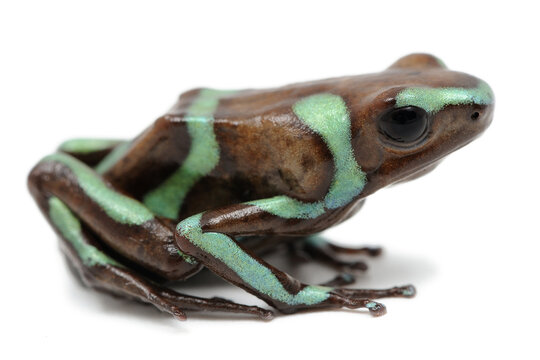 Dendrobates auratus, dendrobate dor&eacute;e sur fond blanc
