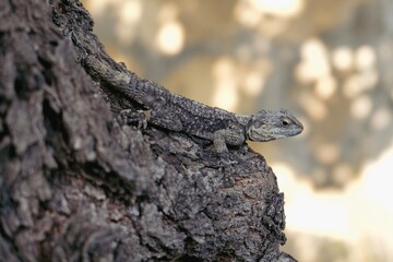 lizard on a tree