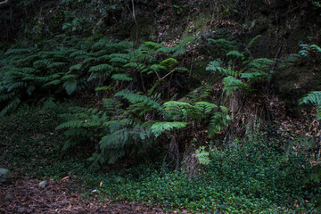 Fototapeta premium Green fern forest